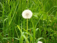 Vom Löwenzahn zur Pusteblume