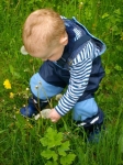 Vom Löwenzahn zur Pusteblume