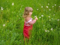 Vom Löwenzahn zur Pusteblume