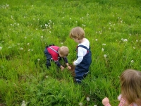 Vom Löwenzahn zur Pusteblume